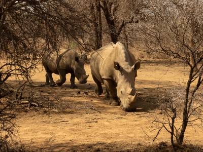 Khama Rihno Sanctuary