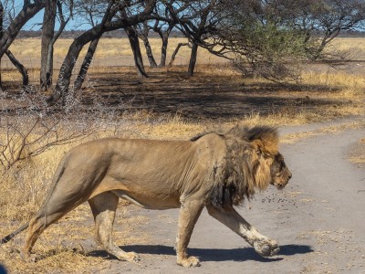 Central Kalahari Game Reserve