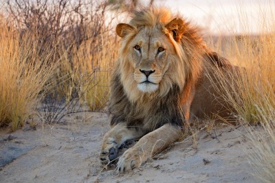 Central Kalahari Game Reserve