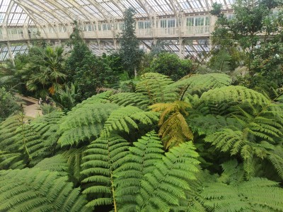 Temperate House, Kew Gardens, fot. Wojtek Wąsowicz