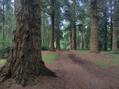 New Forest Park, fot. Wojtek Wąsowicz