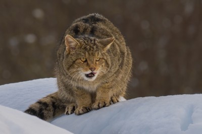 fot. Paweł Czapczyk