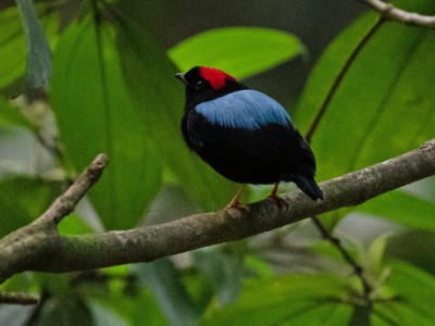 Manakin trójbarwny (Chiroxiphia pareola)