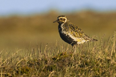 fot. Paweł Czapczyk