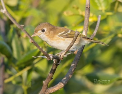 Cozumel vireo – endemiczny gatunek z wyspy Cozumel