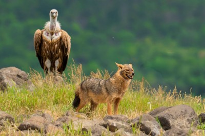 Ptaki Bałkanów (fot. Paweł Czapczyk)