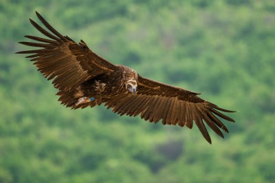 Ptaki Bałkanów (fot. Paweł Czapczyk)