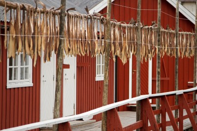 Suszenie sztokfiszy w Nusfjord fot. S. Adamczak, okfoto.pl Suszenie sztokfiszy w Nusfjord fot. S. Adamczak, okfoto.pl