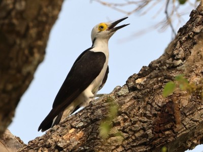 Dzięciur biały fot. Hubert Stelmach