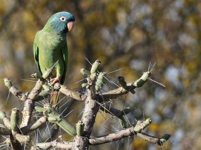 Szmaragdzianka fot. Hubert Stelmach