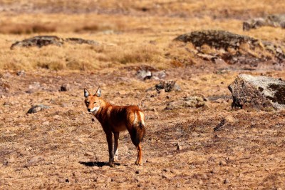 Wilk etiopski - endemit zagrożony wyginięciem, fot. M. Przystański