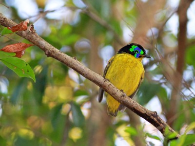 Brodawnik żółtobrzuchy (fot. Artur Bujanowicz)