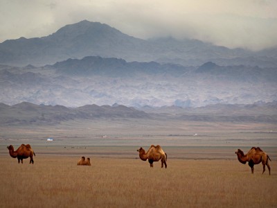 Baktriany (fot. Sławomir Adamczak, okfoto.pl)