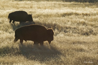Dwa bizony amerykańskie w stepie USA