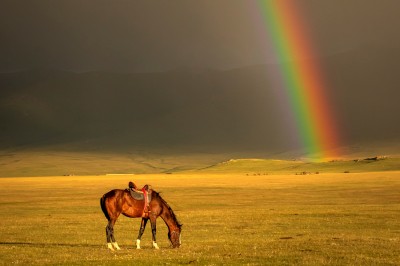 koń i tęcza (fot. S. Adamczak, okfoto.pl) koń i tęcza (fot. S. Adamczak, okfoto.pl)
