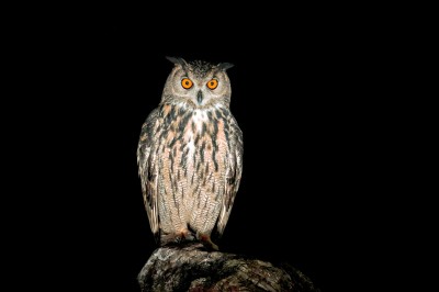 Puchacz (fot. P. Czapczyk)