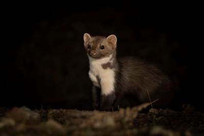 Kuna leśna (fot. P. Czapczyk)