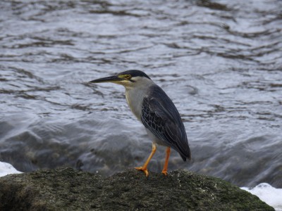 Czapla czarnoczuba Fot. S. Odrzykoski