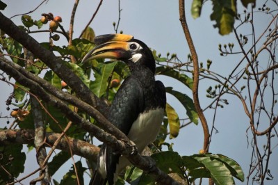 Dzioborożec białobrzuchy (fot. S. Odrzykoski )