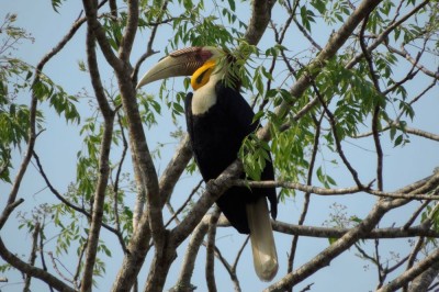 Dzioborożec fałdodzioby (fot. S. Odrzykoski)