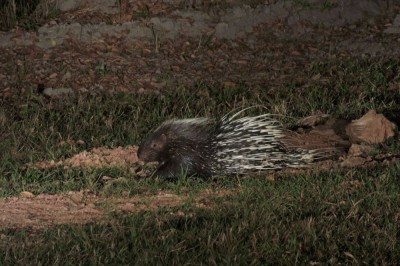 Jeżozwierz malajski podczas nocnego safari w PN Khao Yai (fot. S. Odrzykoski)
