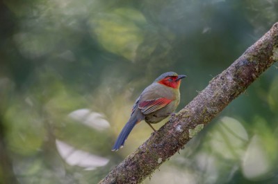 Krasnoliczek szkarłatny (fot. P. T.)