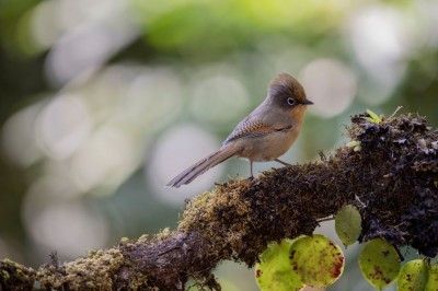 Prążkopiór okularowy (fot. P. T.)
