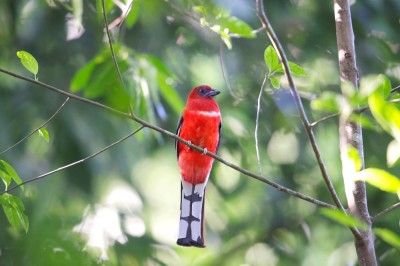 Sędzioł czerwonogłowy (fot. P. T.)