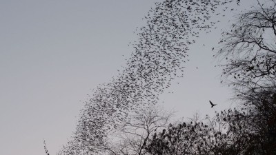 Wylot nietoperzy z jaskini (fot. J. Odrzykoska)