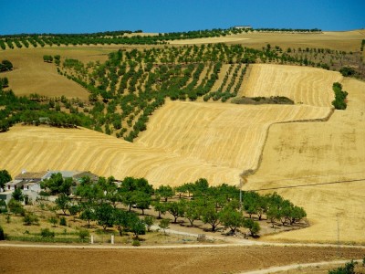 Rolnicze krajobrazy Andaluzji