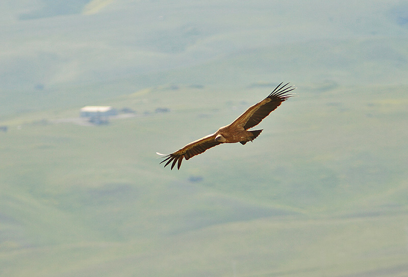 fot. Giorgi Darchiashvili