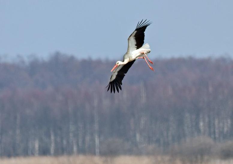 fot. Marek Długosiewicz