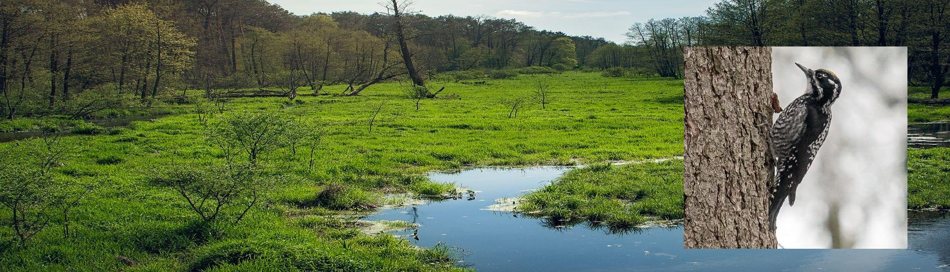 Weekend z ptakami - Puszcza Białowieska