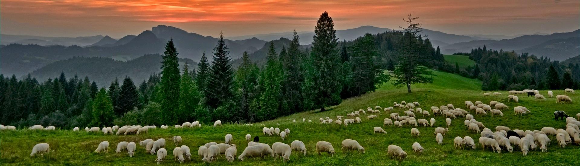 Na beskidzkich szlakach - w górach Polski