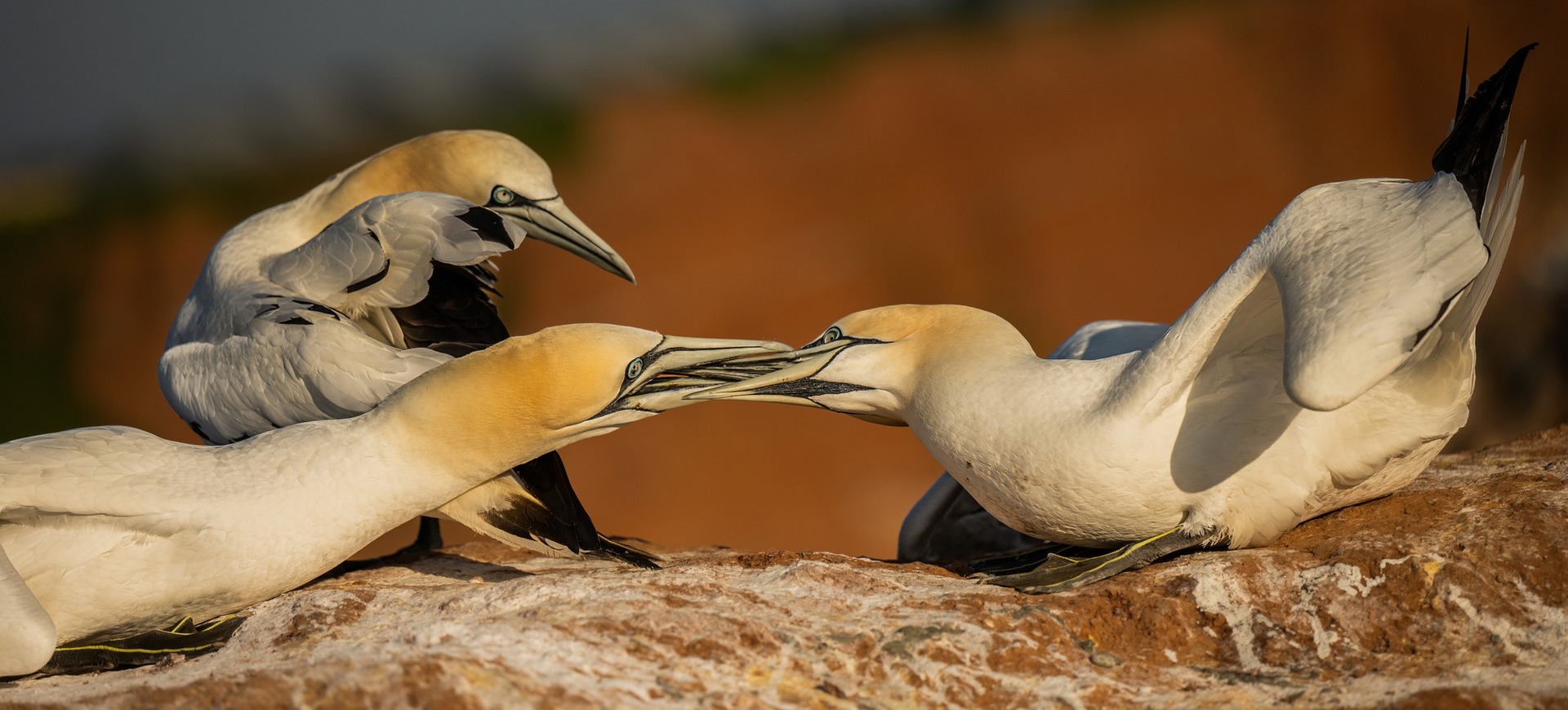 Fotoekspedycja: Helgoland