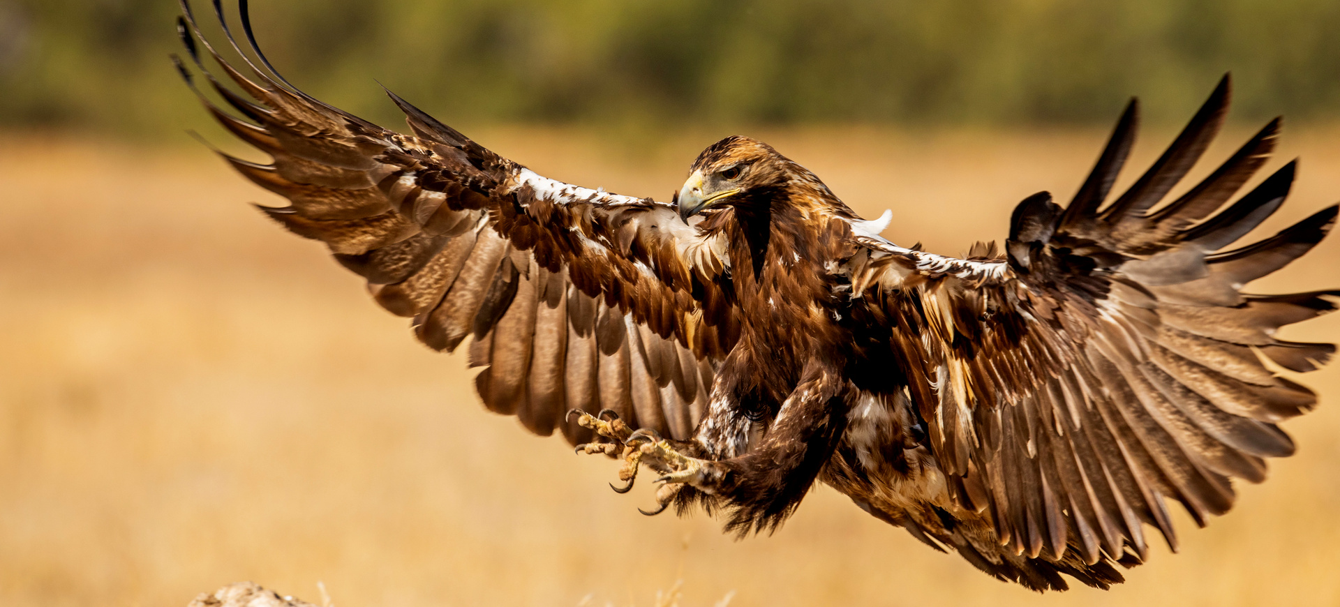 Hiszpańska dzikość serca
