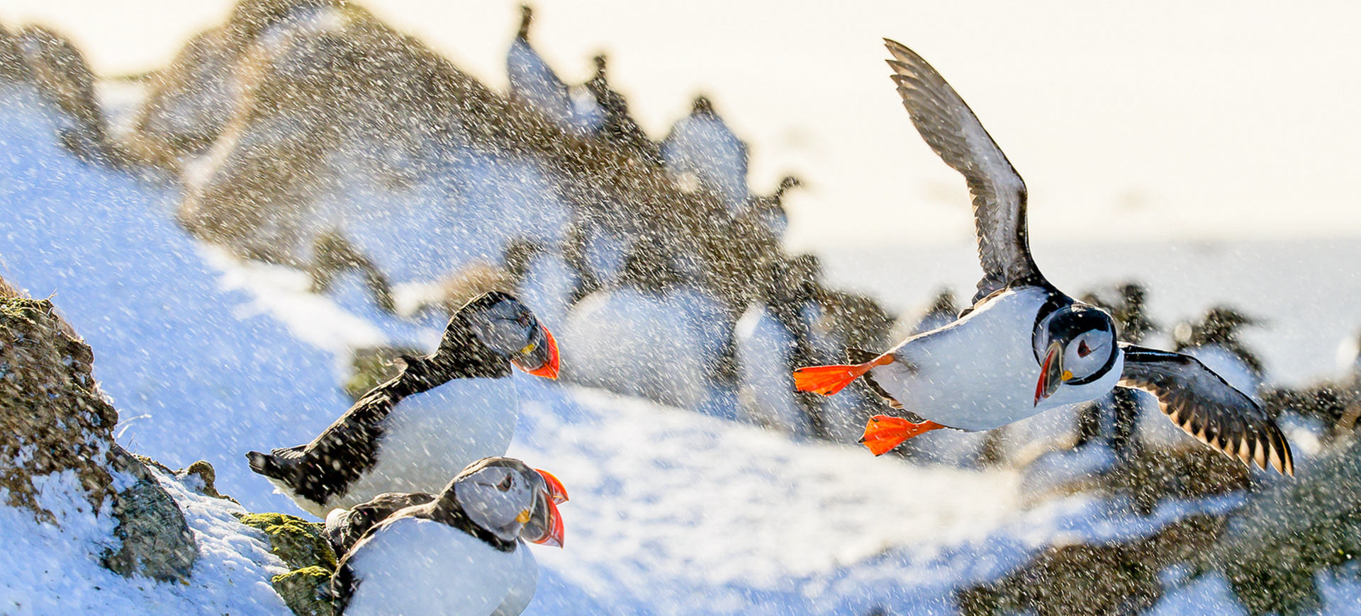 W sercu Arktyki – tokowiska i ptasie batalie