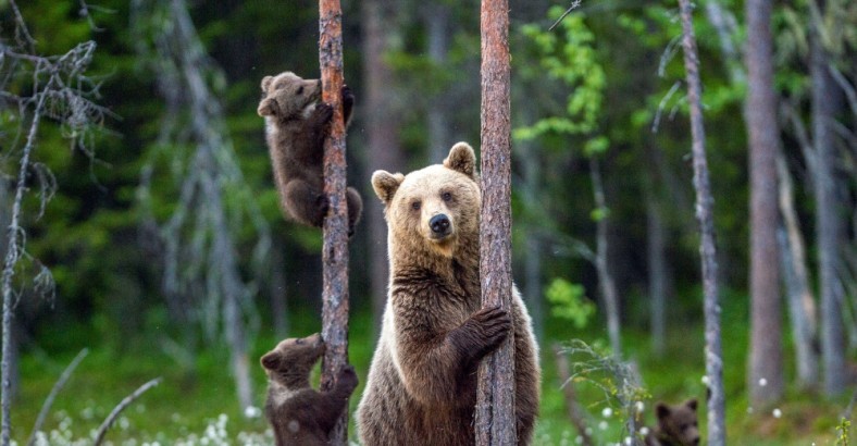 Niedźwiedzie i rosomaki - białe noce w tajdze