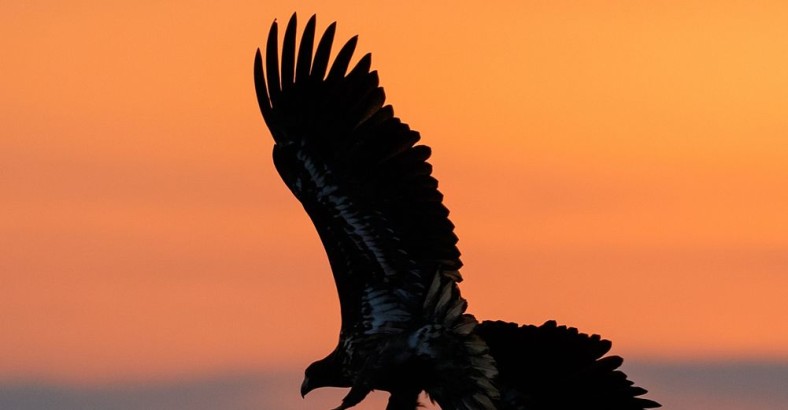 Weekend z ptakami - Dolina Baryczy