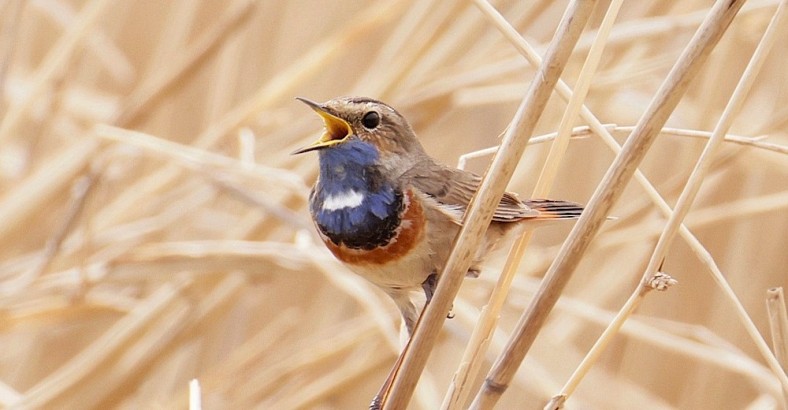 Ptaki - polska ściana wschodnia