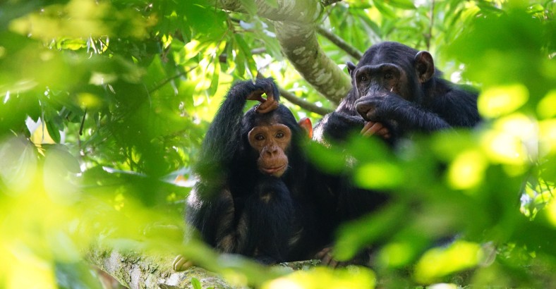 Uganda i Rwanda - w królestwie zwierząt