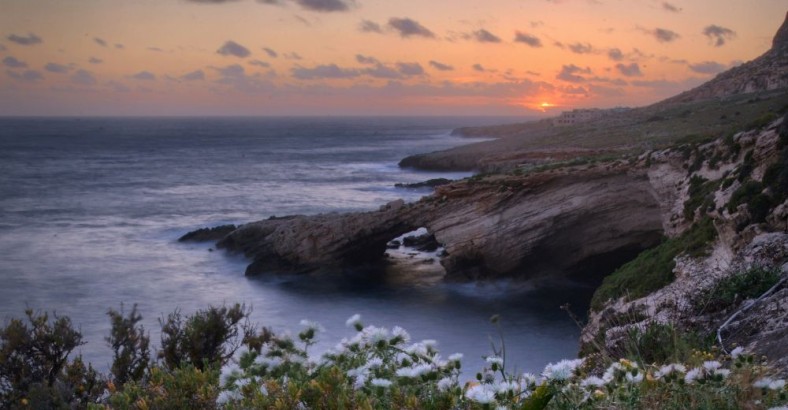 Malta - kwiaty na klifach