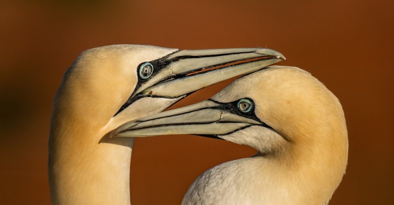 Fotoekspedycja: Helgoland