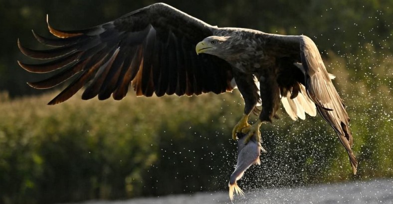 Polując z bielikami, rycząc z jeleniami