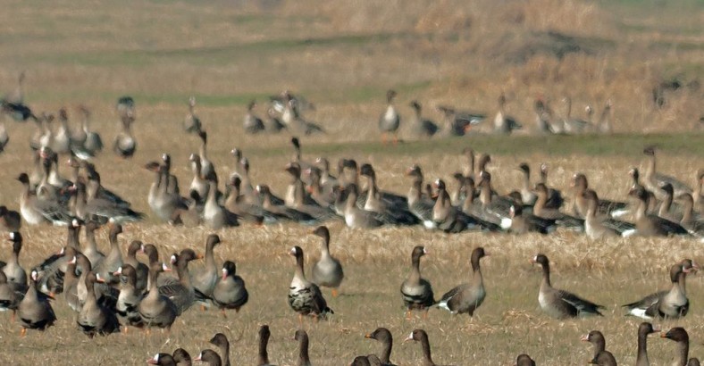 Weekend z ptakami - Ujście Warty