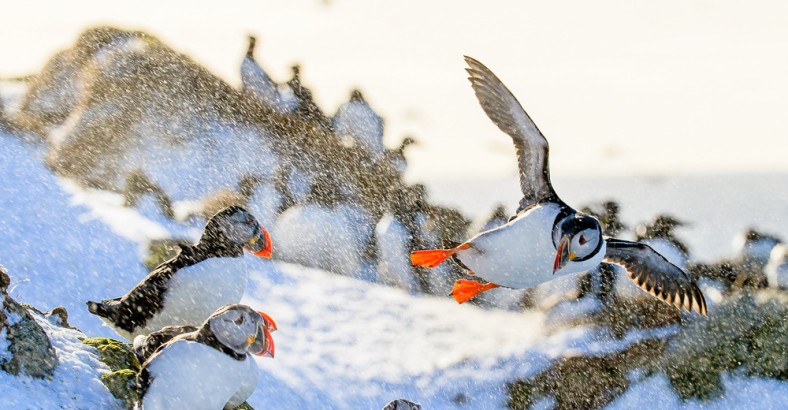 W sercu Arktyki – tokowiska i ptasie batalie