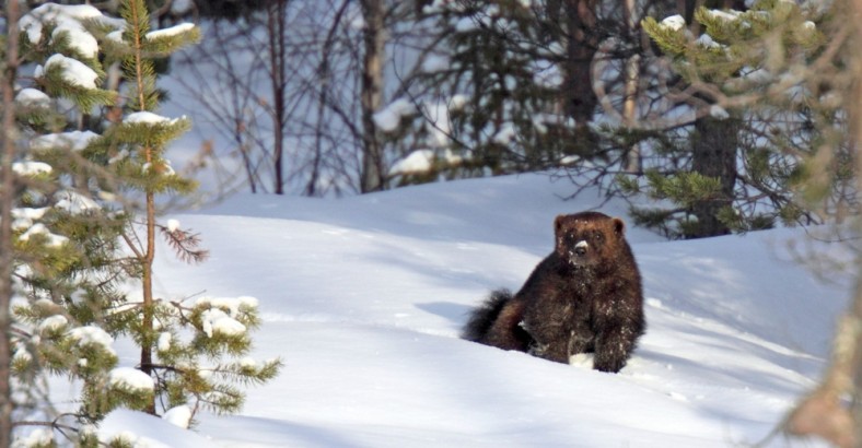 Renifery w zorzy, rosomaki w śniegu
