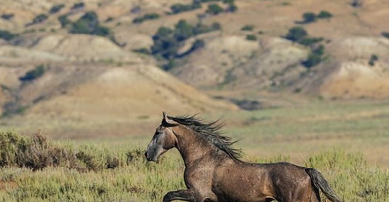 Dzikość w Kolorado – mustangi, bizony i kozły śnieżne