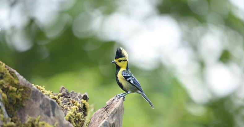 Zatoka Tajlandzka - tropikalna puszcza i piaszczyste wybrzeże