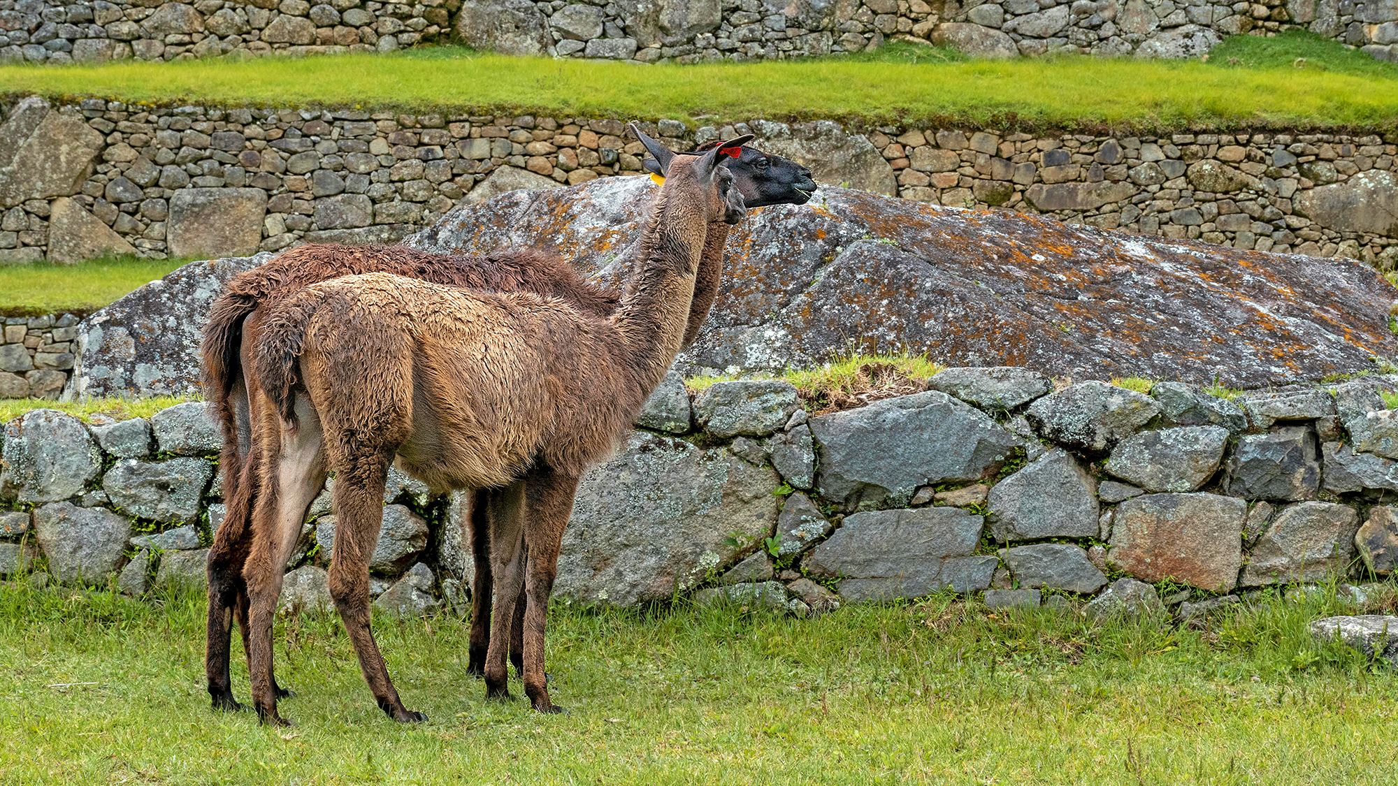 Lamy na Machu Picchu